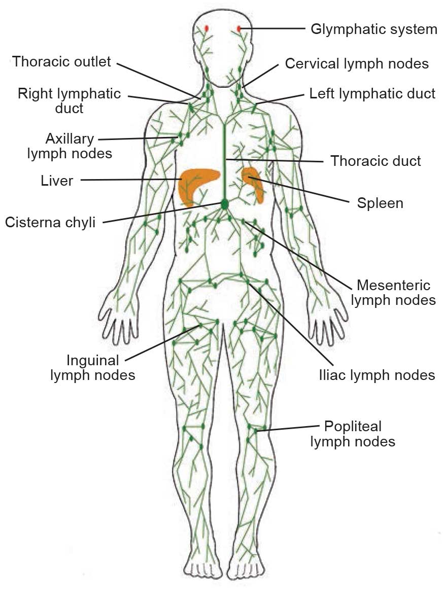manual-lymphatic-drainage-toronto manual lymphatic drainage in Toronto