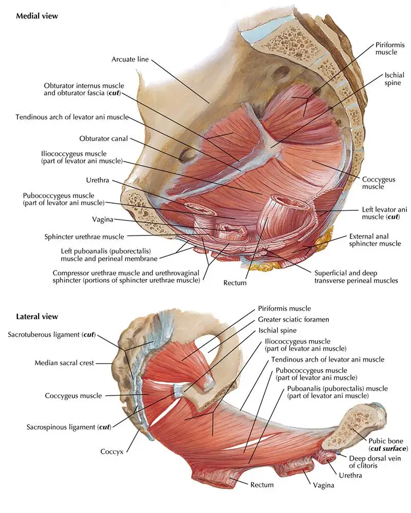 Pelvic-Floor-Diaphragm-Female-Anatomy Pelvic Floor Diaphragm Female Anatomy
